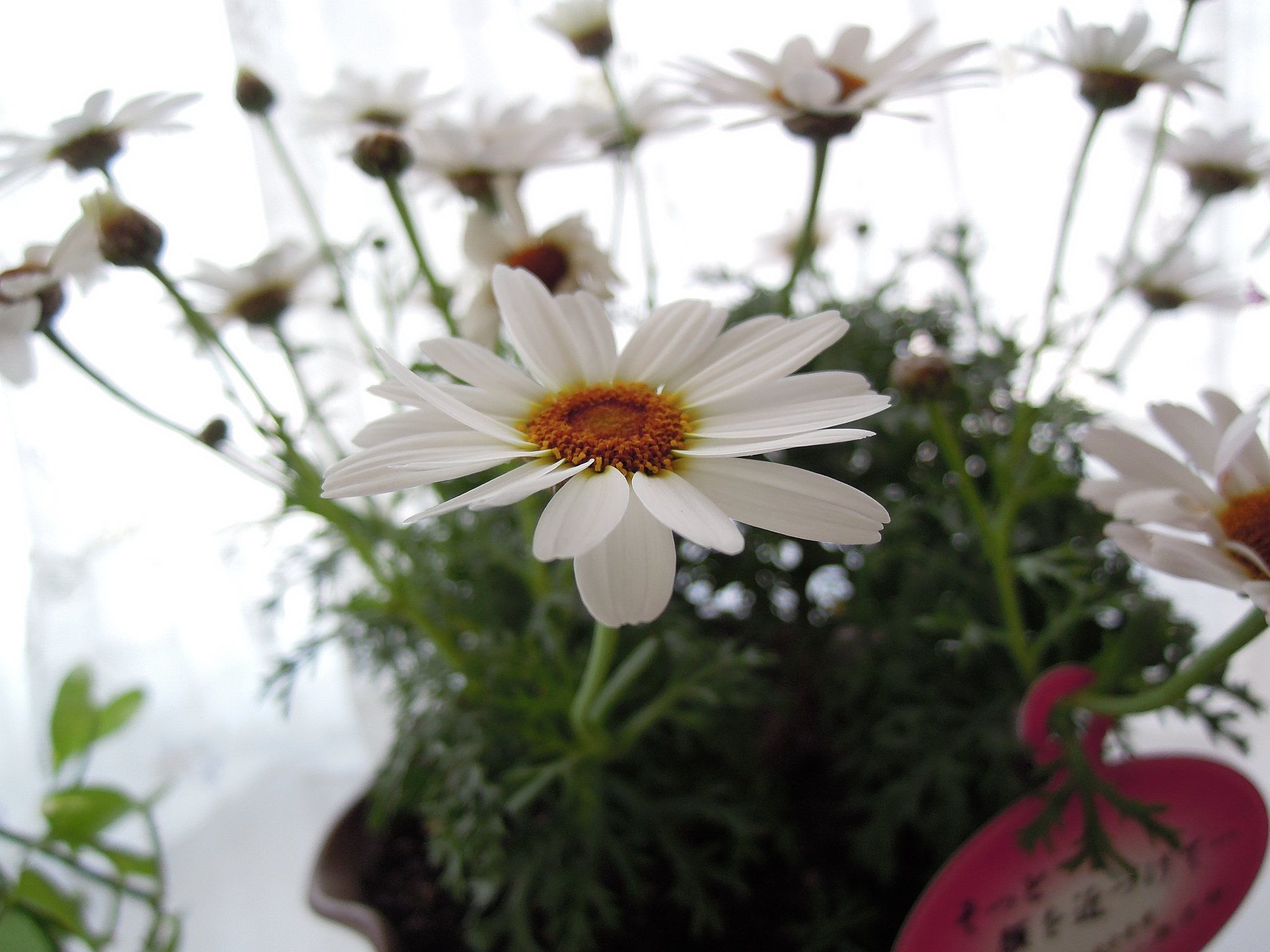 香る花