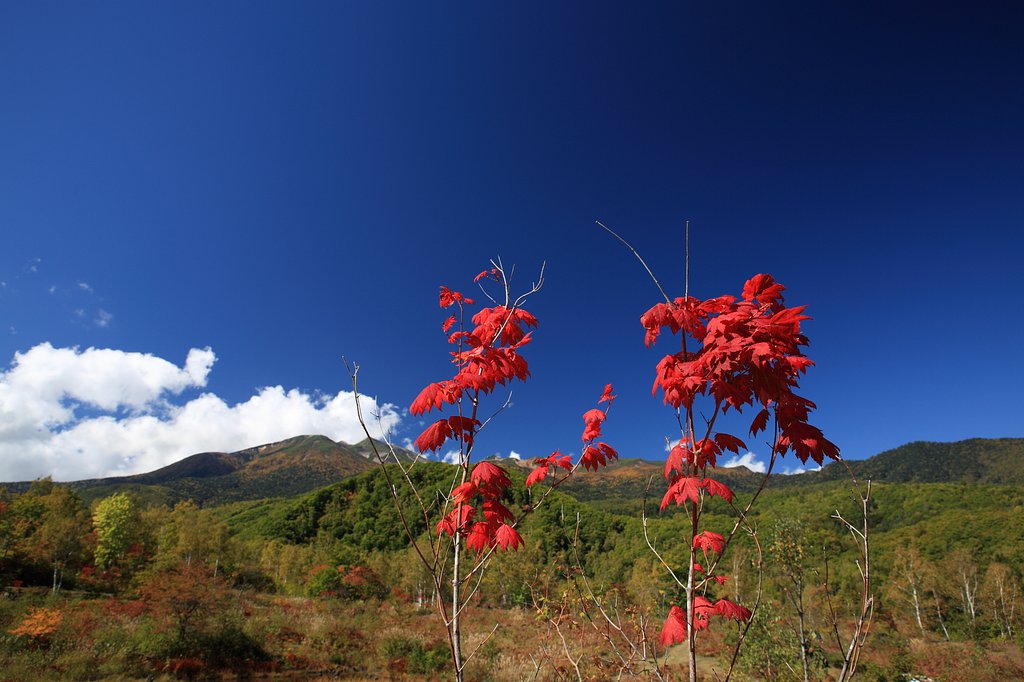 紅二点