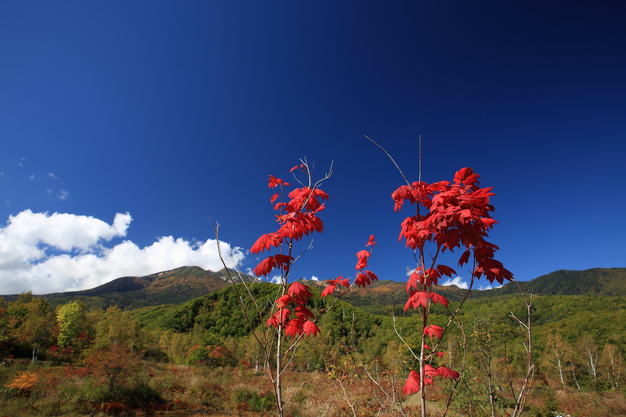 紅二点