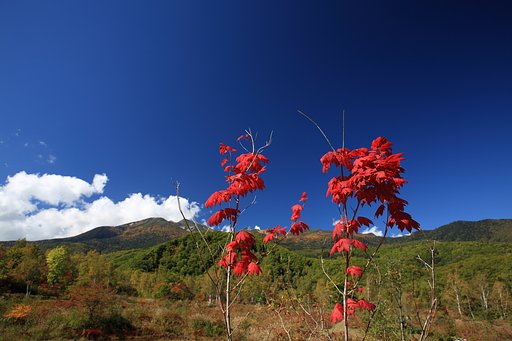 紅二点