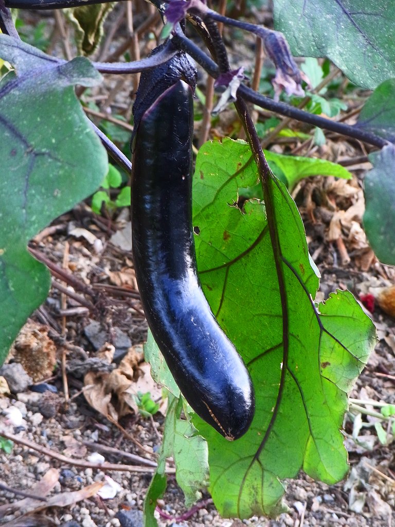 秋茄子