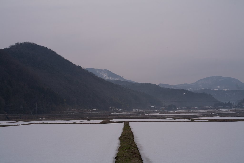 朝はボヤーットした暗い朝です。