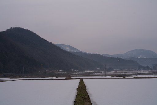 朝はボヤーットした暗い朝です。