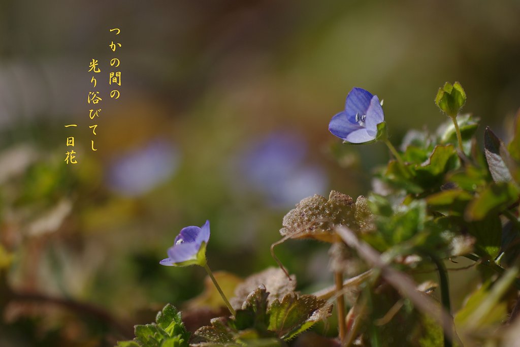 【わびさび】 一日花