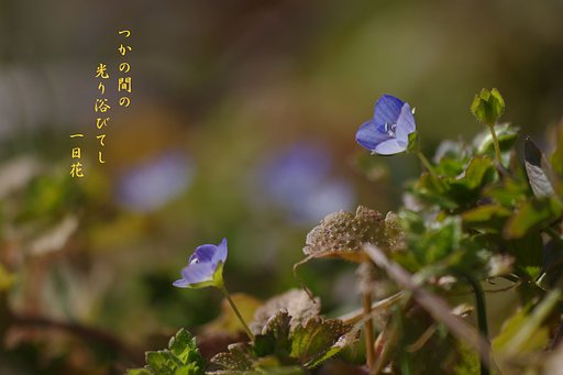【わびさび】 一日花