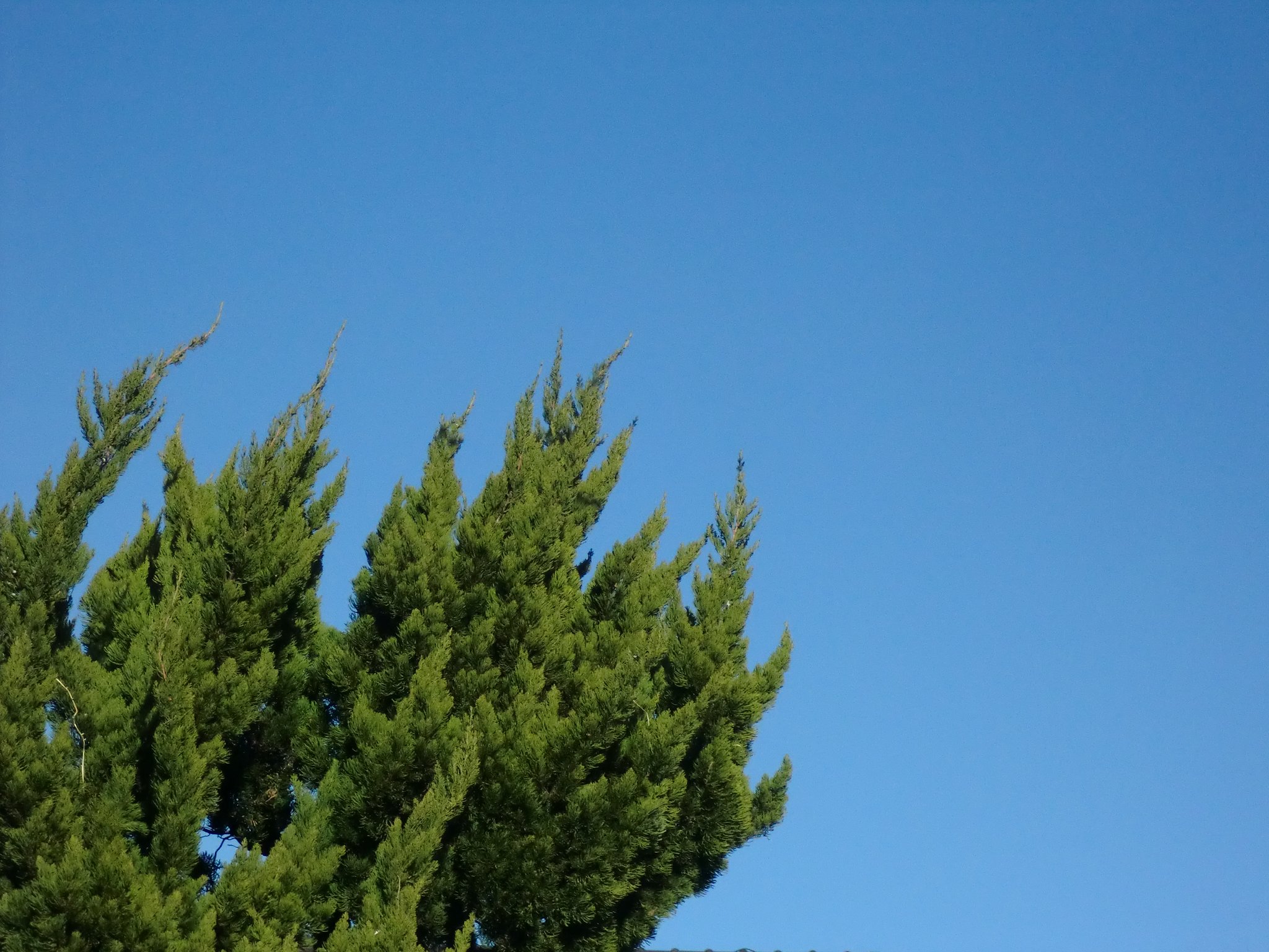 緑と青空
