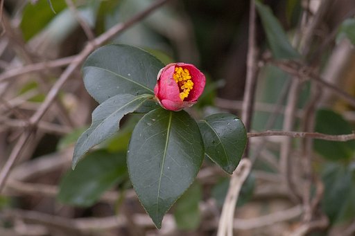 野生の椿の花。