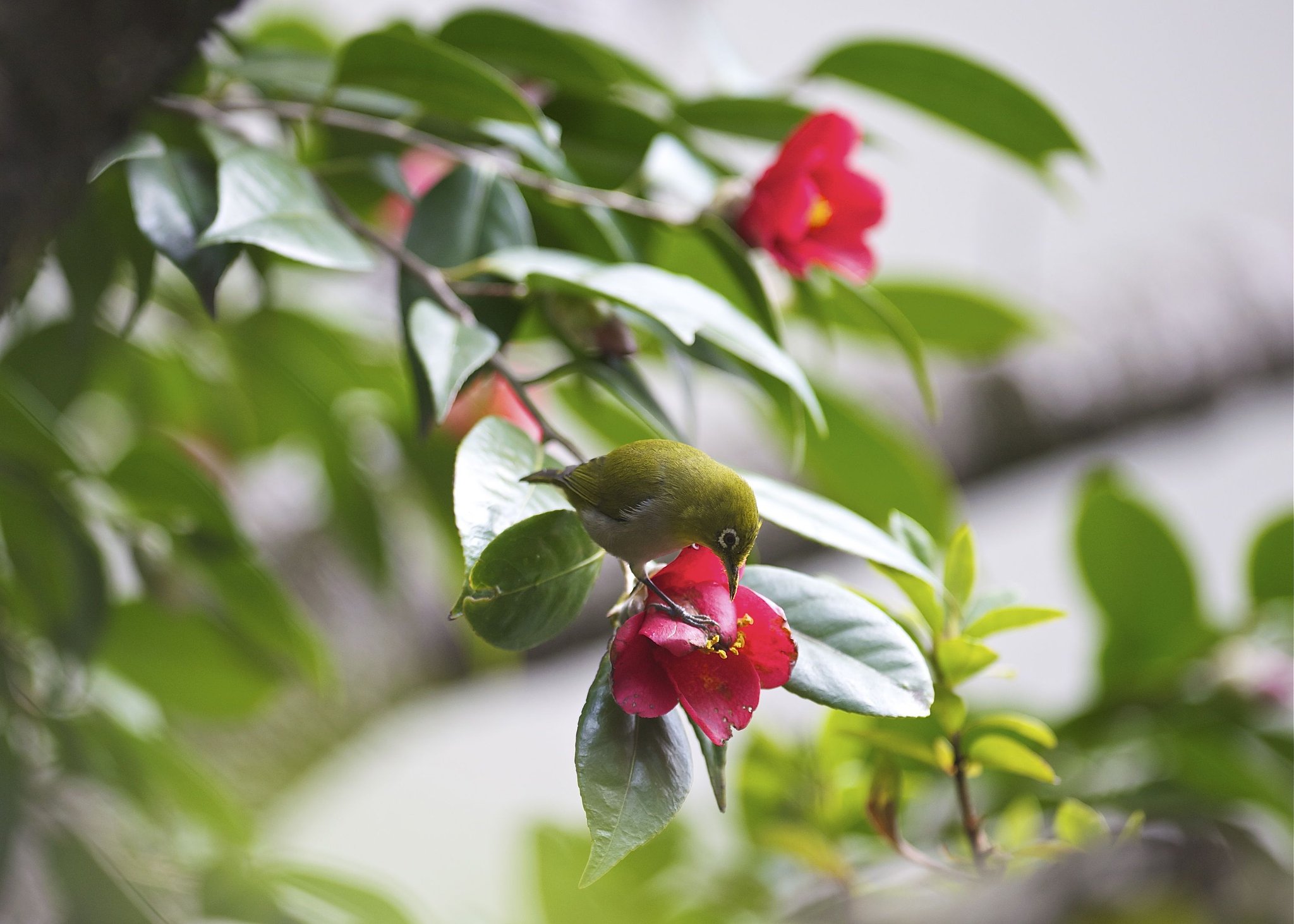 その花はちょっと