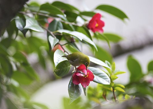 その花はちょっと
