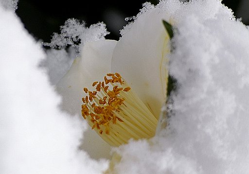 淡雪は君に