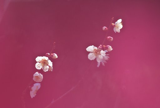 白梅
