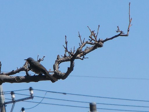 尾長撮り