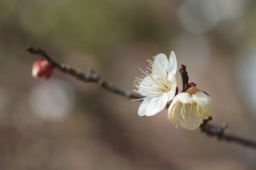 白梅一枝