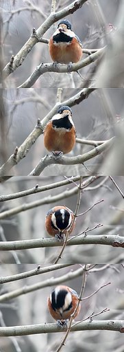 ヤマガラお食事中
