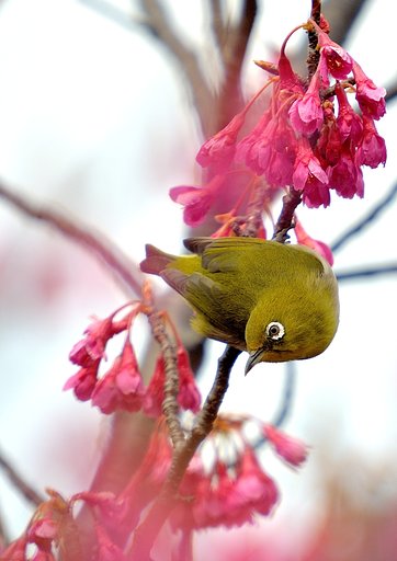 寒緋桜メジロ