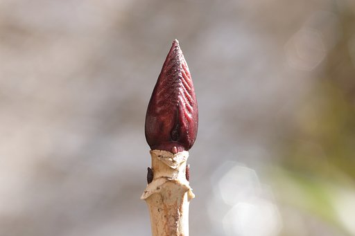 鏃
