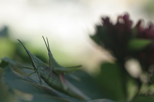 ボタンクサギの葉の上で