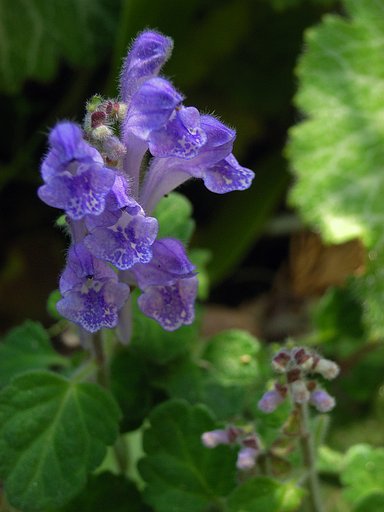 何の花？