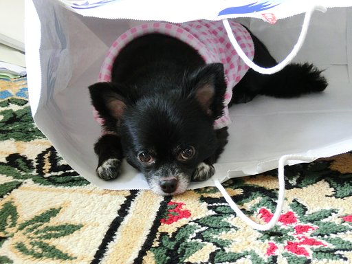 袋犬