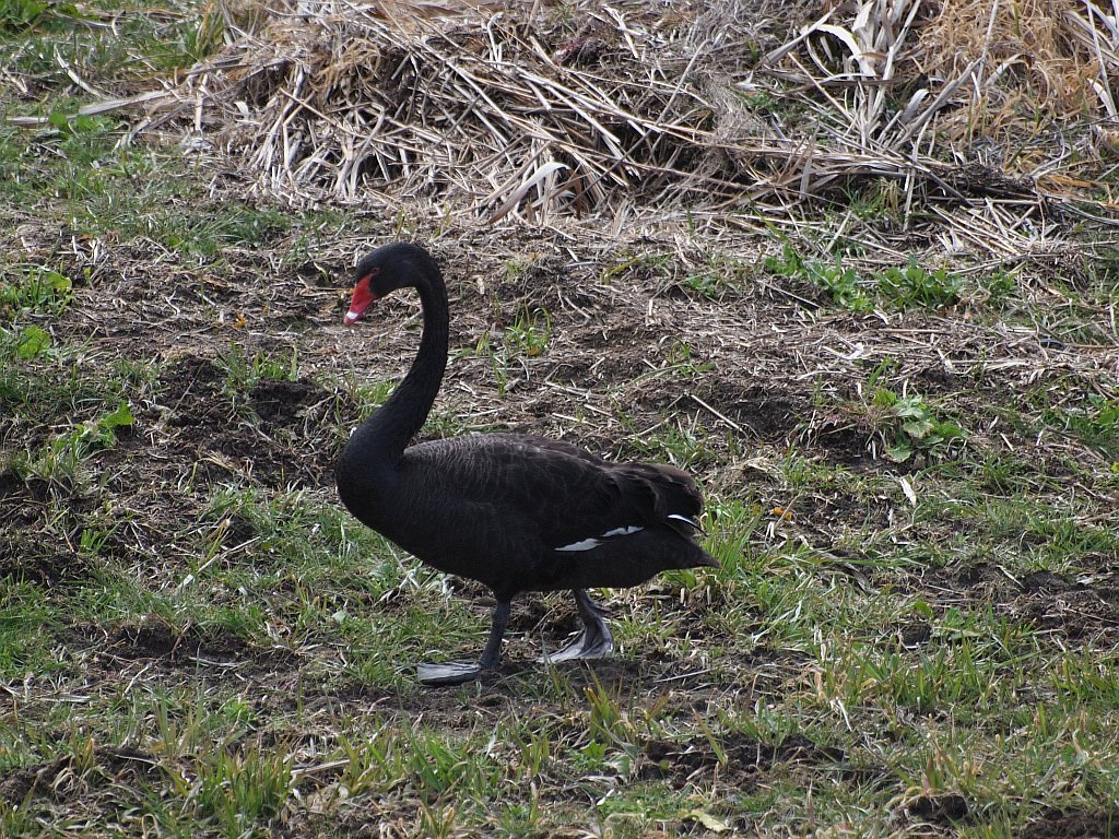 黒鳥