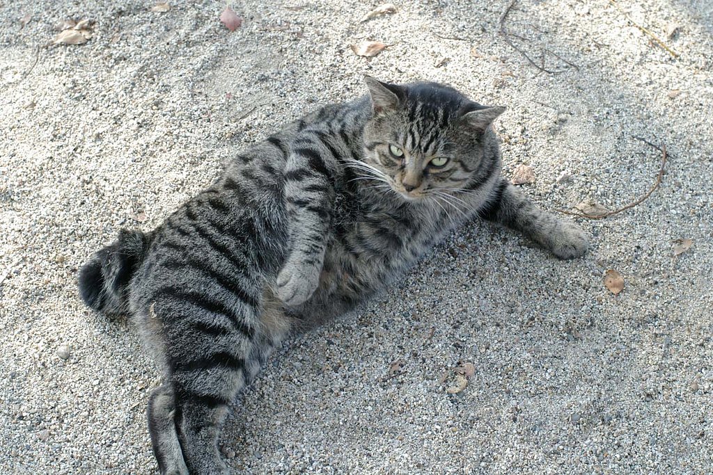 猫