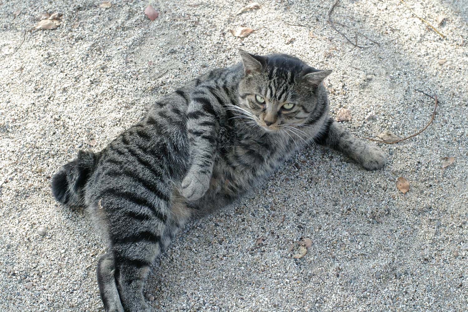 猫