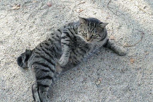 猫