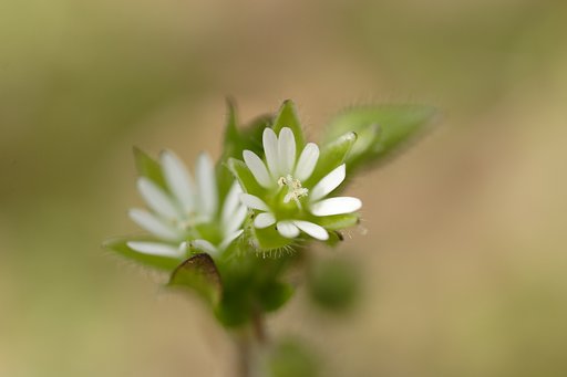 小さな花が咲きだした