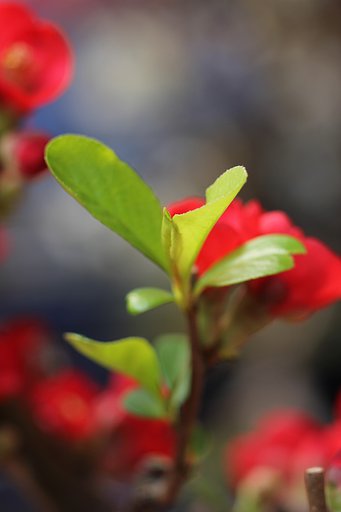 盆栽木瓜の新芽