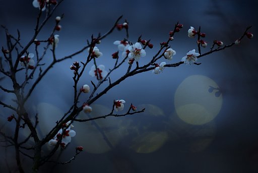 遅い開花