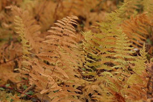 シダの紅葉