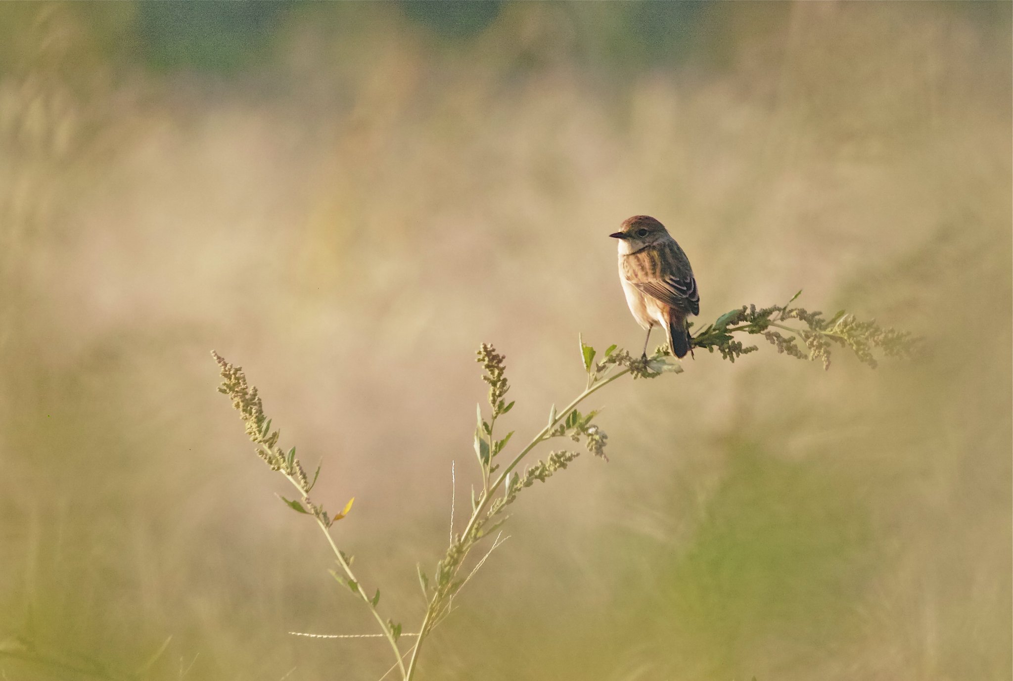 エゾビタキ