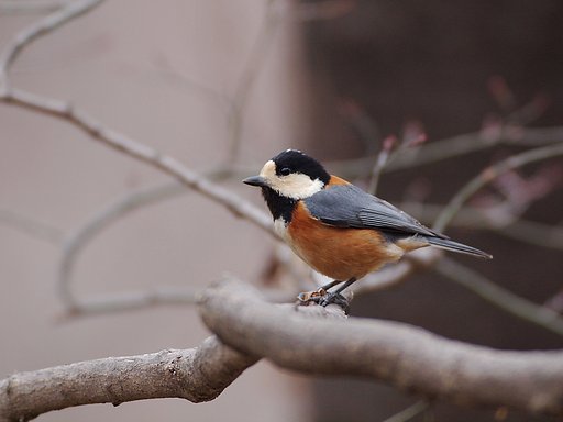 食前の様子見