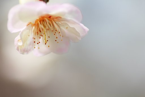 桜色の梅