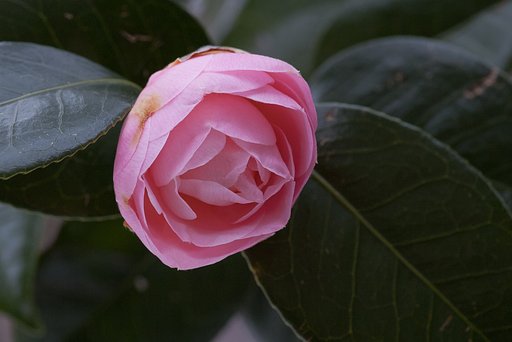 オトメツバキが咲きました。