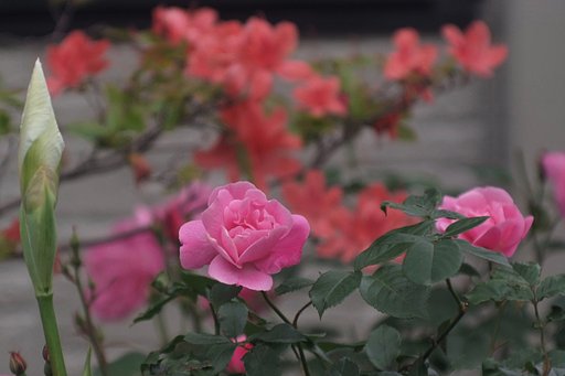 桃色薔薇