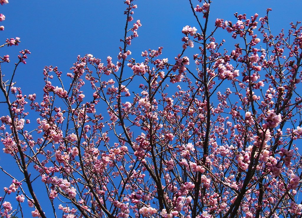 我が街の河津桜（？）