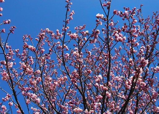 我が街の河津桜（？）