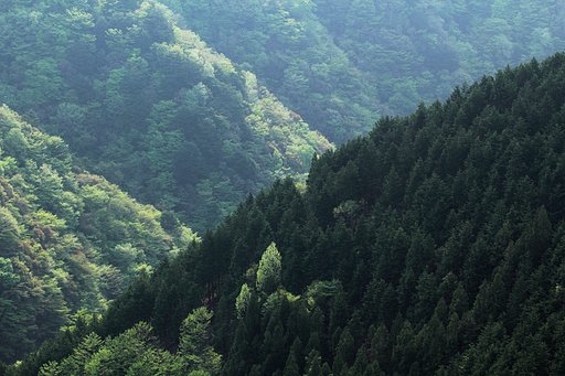 萌えの季節