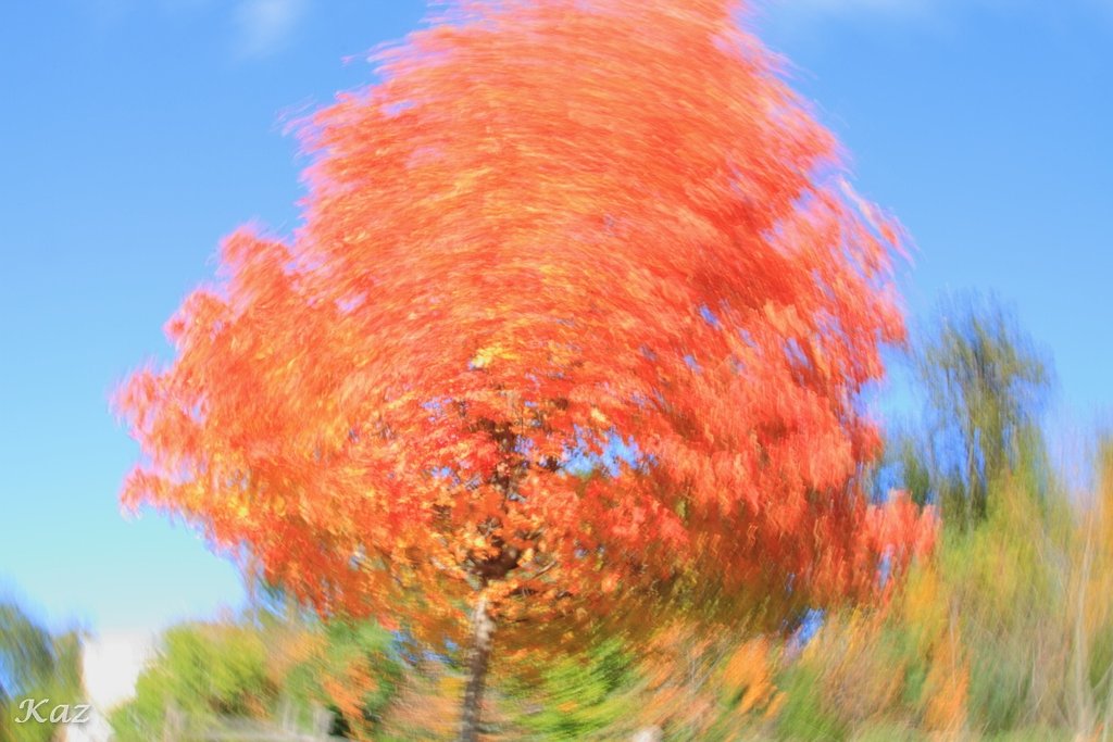 アメリ感紅葉　2
