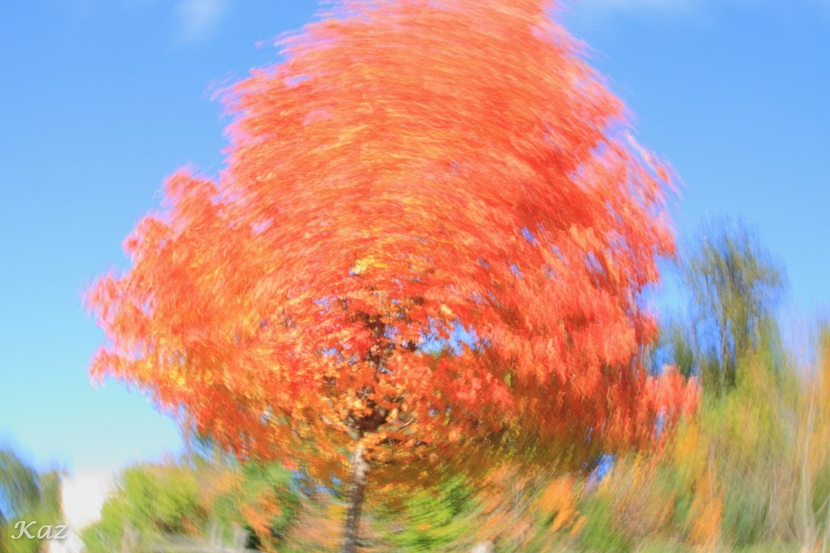 アメリ感紅葉　2