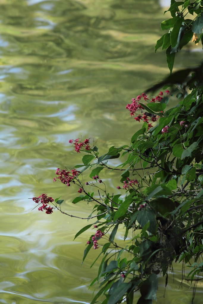 紅の花