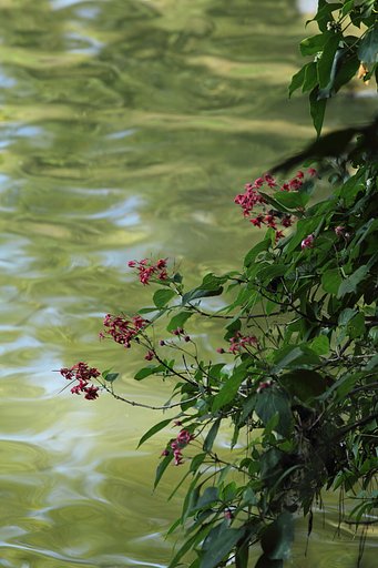 紅の花