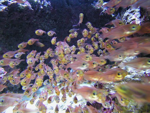 【動】小魚の群れ