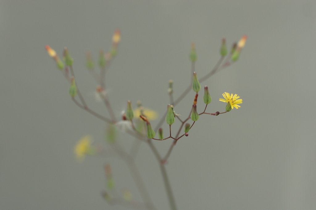 終期