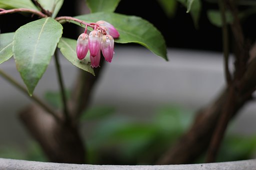 雨のドウダンツツジ