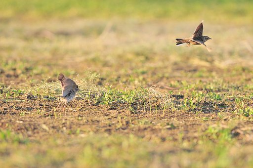 ヒバリその後