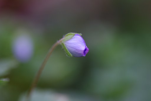 これ、何の花？