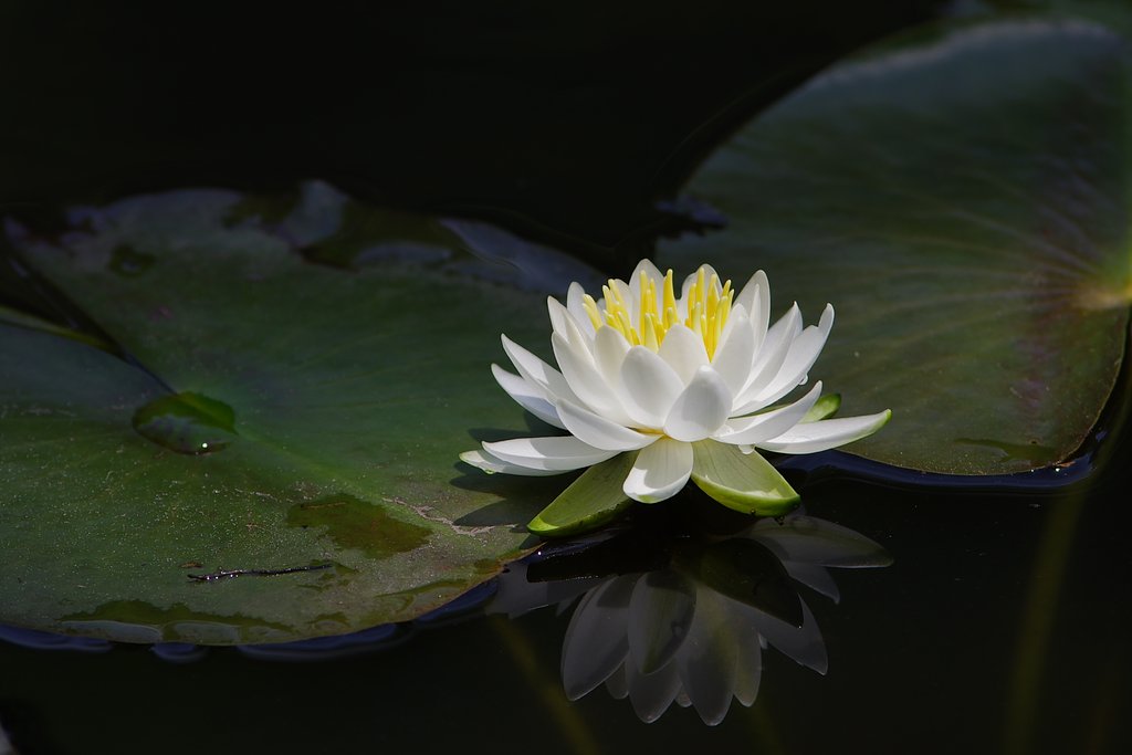 水面にも