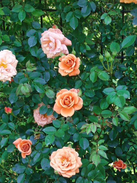 薔薇の季節ですね